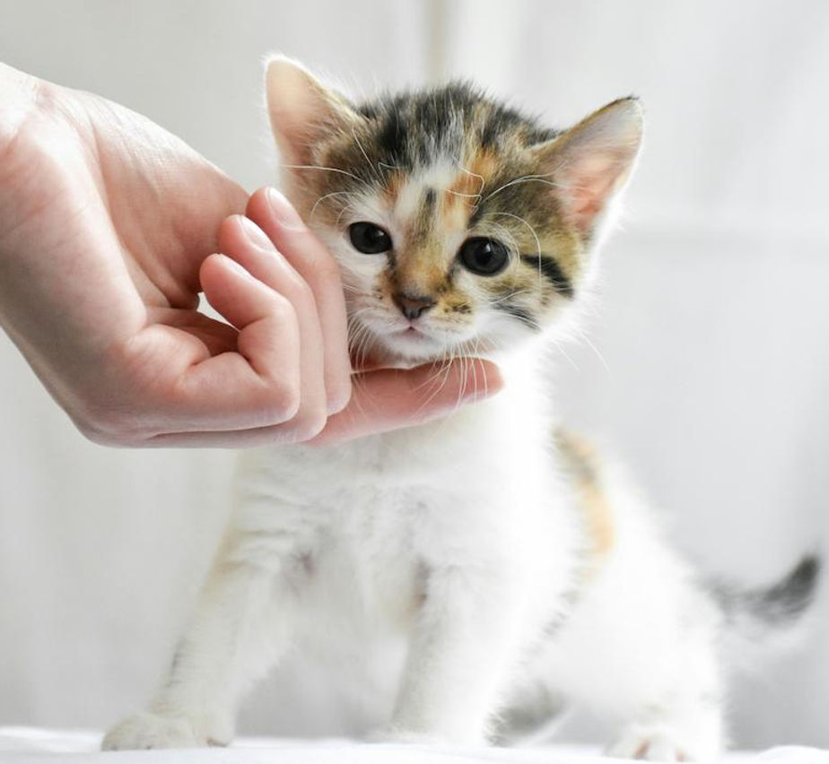 Un chaton qui se fait caresser