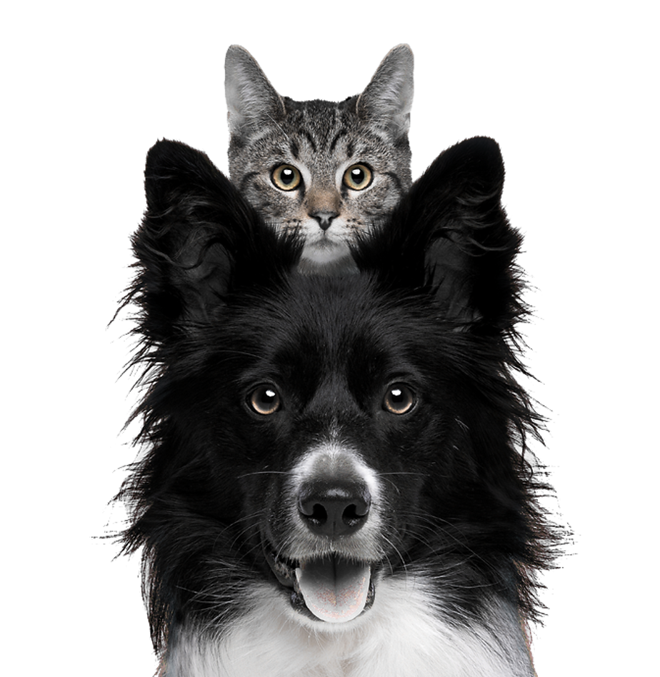 Multiple pets including a cat and dog